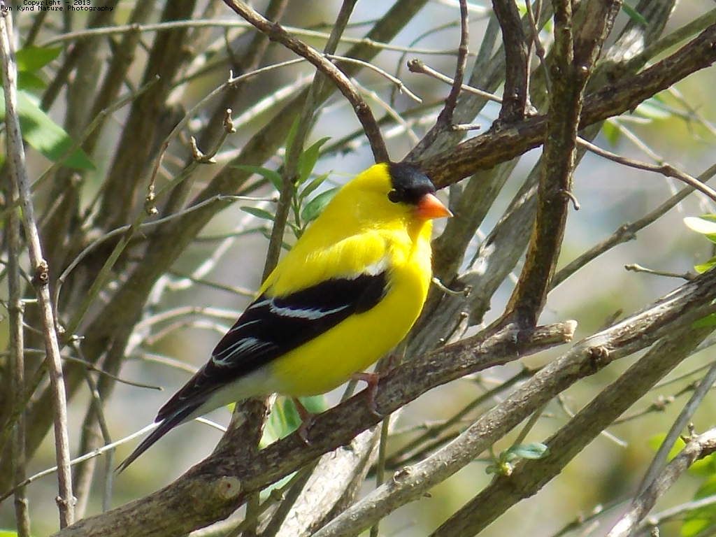 American Goldfinch - male