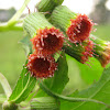 ebolo, thickhead, redflower ragleaf or fireweed,