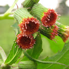 ebolo, thickhead, redflower ragleaf or fireweed,