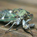 cicada