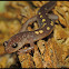 Wehrle's salamander