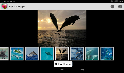 【免費娛樂App】Free Dolphin Wallpaper-APP點子