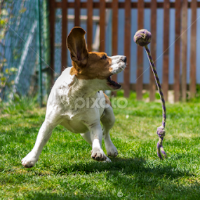 Catch! by Romeo Pogacean - Animals - Dogs Playing
