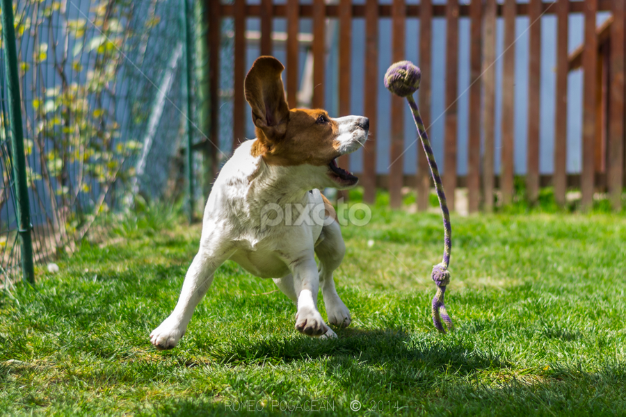 Catch! by Romeo Pogacean - Animals - Dogs Playing