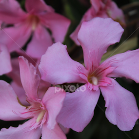 Two simple flowers... by Sofia Alberto - Flowers Single Flower