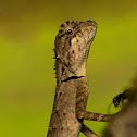 Roux's Forest Lizard