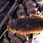 Table Mountain Cockroach (Male)