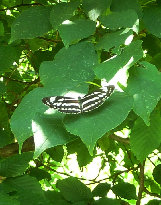 Pallas' Sailer Butterfly