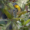 yellow-throated warbler (male)