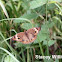 Buckeye butterfly