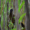 Chachalaca cabecigrís -- Gray-headed Chachalaca