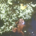 Common Toad