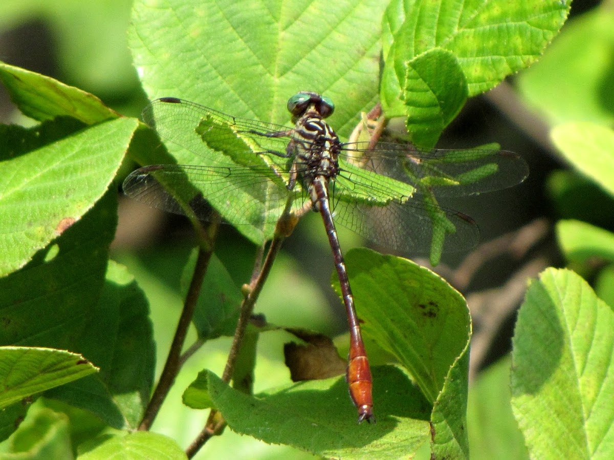 Russet-tipped Clubtail