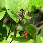 Russet-tipped Clubtail