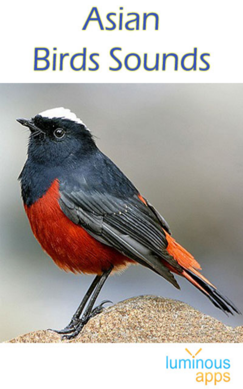 Asian Birds Sounds Screen 1