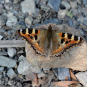 Indian Tortoiseshell