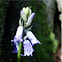 Hyacinthoides non-scripta (Bluebell)