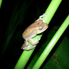 Masked Treefrog