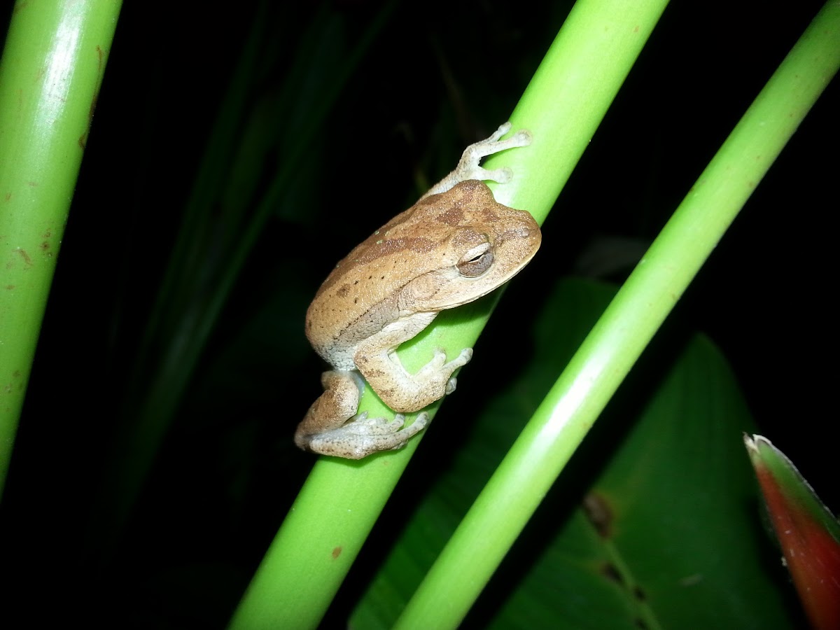 Masked Treefrog