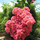 Crepe Myrtle