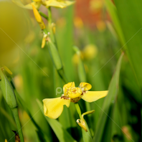 by Octo Winarto - Flowers Flower Buds