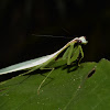 Praying Mantis