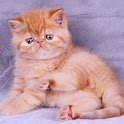 Garfield cat puzzle