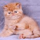 Garfield cat puzzle