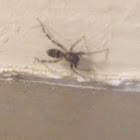 Ant-mimic spider