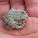 Woodhouse's Toad