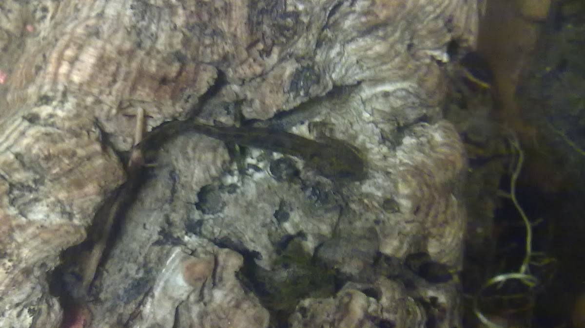 Píntega común (gl), Salamandra común (es),