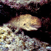 Yellow Margin Moray Eel