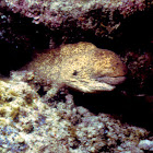 Yellow Margin Moray Eel