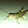 Differential Grasshopper