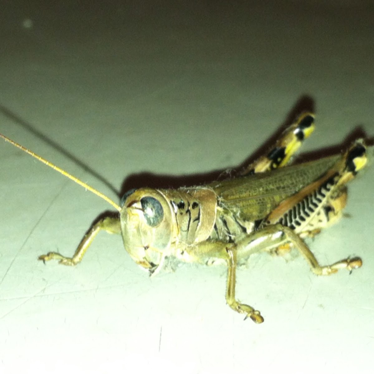 Differential Grasshopper