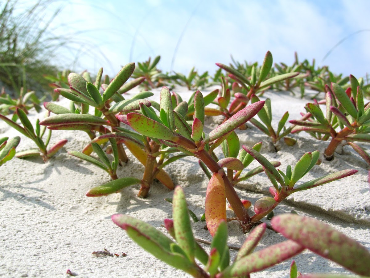 Shoreline Sea Purslane Project Noah
