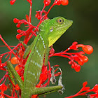 Green Crested Lizard