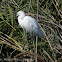 Little Egret