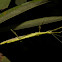 Spotted Flying Stick Insect - Female