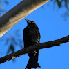 Spangled Drongo