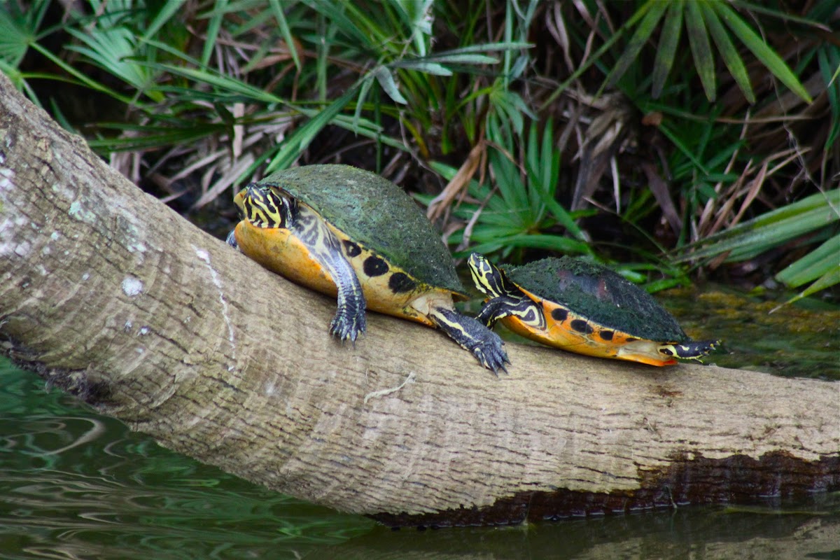 florida red bellied cooter