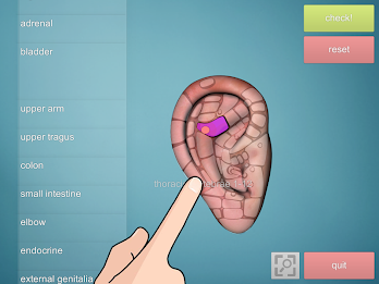 Drag&Drop Reflexology (ears) poster 1