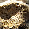 Chunky Oak Maze Polypore mushroom