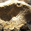 Chunky Oak Maze Polypore mushroom