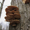 Oyster Mushroom