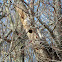 Woodpecker nest?