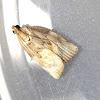 Tortricid Moth