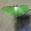 Luna Moth