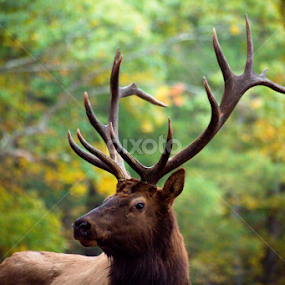 Elk by Isaac Golding - Animals Other