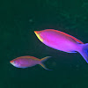 Princess Anthias